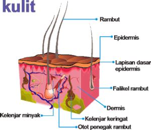 Mengapa Masa Pubertas Membawa Perubahan: Aktifnya Kelenjar Minyak dan Keringat